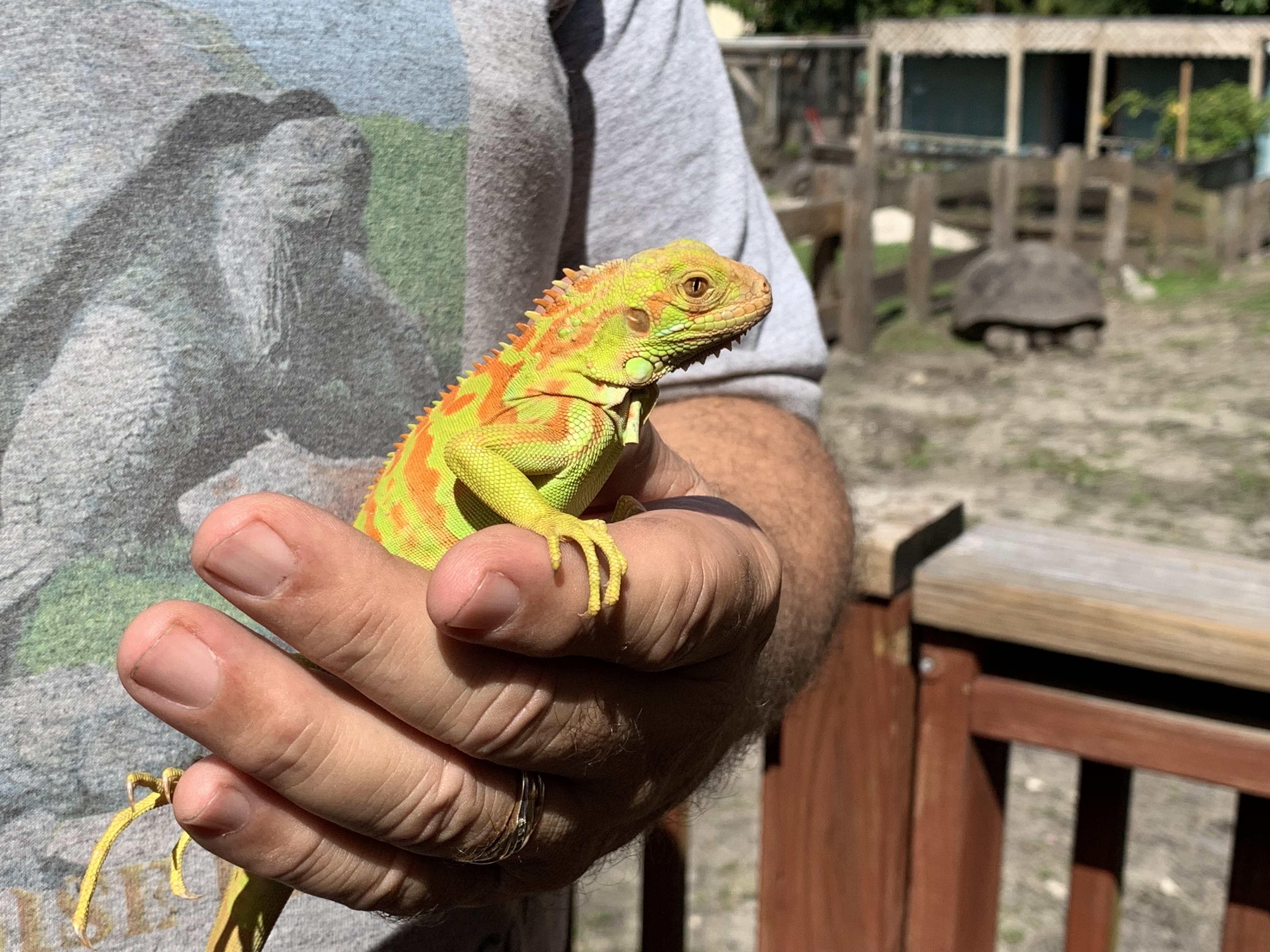 2018 Hypomalanistic Iguana Hatchlings 8 Month Old.JPG